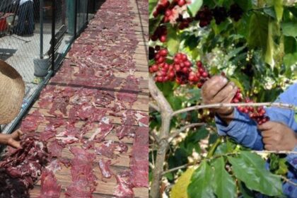 Morelos lanzará rutas de café, mezcal y cecina en 2026
