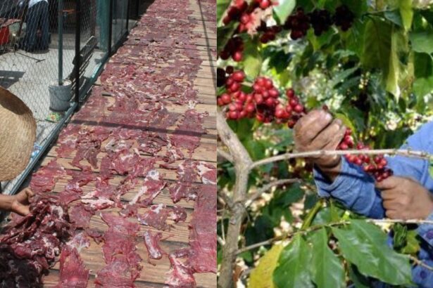 Morelos lanzará rutas de café, mezcal y cecina en 2026