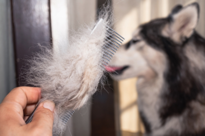 Caída de pelo en perros: causas, diagnóstico y tratamiento experto