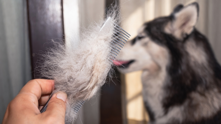 Caída de pelo en perros: causas, diagnóstico y tratamiento experto